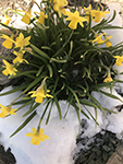 daffodils-in-snow_pk